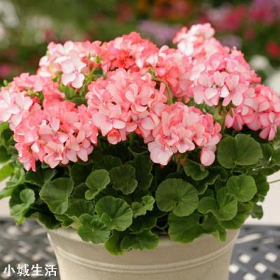 现在已经是夏天了，还能在网上买花种植吗？