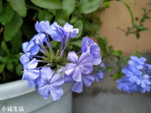 现在已经是夏天了，还能在网上买花种植吗？