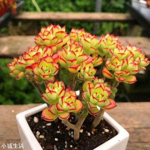 现在已经是夏天了，还能在网上买花种植吗？