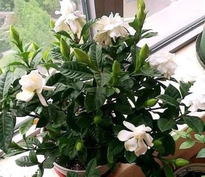 现在已经是夏天了，还能在网上买花种植吗？