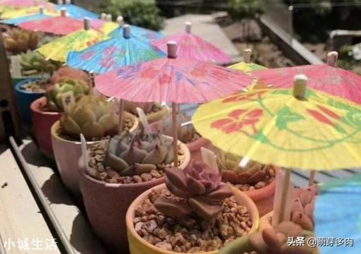 现在已经是夏天了，还能在网上买花种植吗？