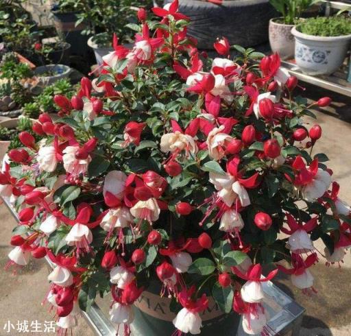 现在已经是夏天了，还能在网上买花种植吗？