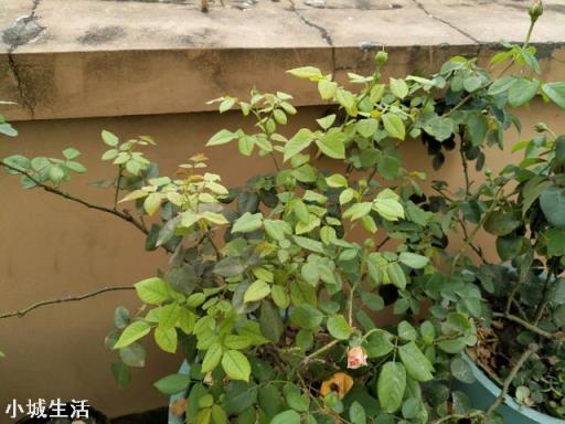 现在已经是夏天了，还能在网上买花种植吗？
