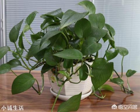 快干掉的绿萝怎么救活？