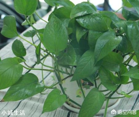 快干掉的绿萝怎么救活？