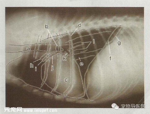 【专业课堂】犬猫心血管病的影像学诊断