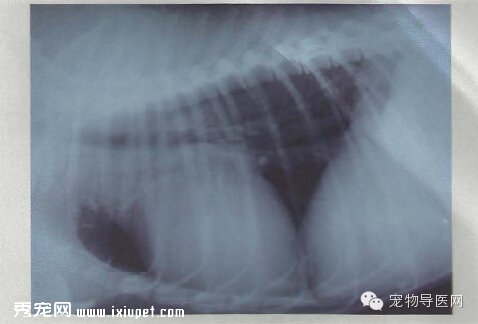 【专业课堂】犬猫心血管病的影像学诊断