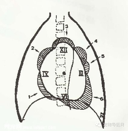 【专业课堂】犬猫心血管病的影像学诊断