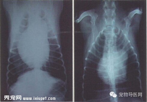 【专业课堂】犬猫心血管病的影像学诊断