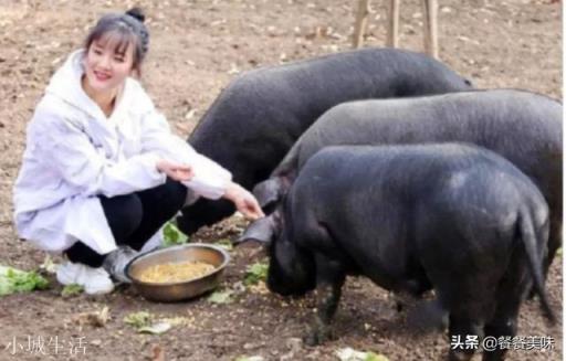 猪肉价格真的影响老百姓的生活,猪肉价格何时降到十几块钱一斤?