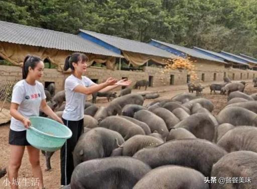 猪肉价格真的影响老百姓的生活,猪肉价格何时降到十几块钱一斤?
