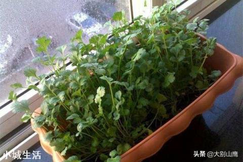 我有一個陽臺，光照很好，想種點蔬菜該種啥好？