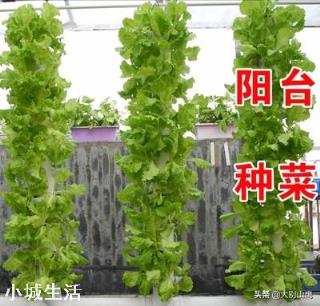 我有一個陽臺，光照很好，想種點蔬菜該種啥好？