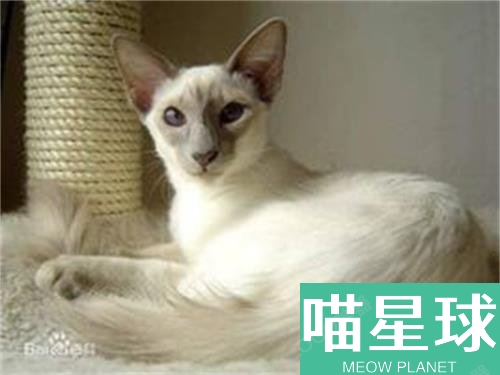 貓吃肉和貓糧哪個長得更快