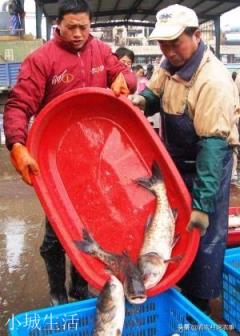 在農村集市買魚，說自己拿魚回家做，為什么有的魚販子就說不賣了？
