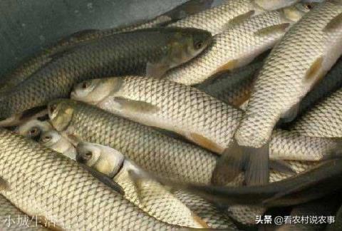 在農村集市買魚，說自己拿魚回家做，為什么有的魚販子就說不賣了？