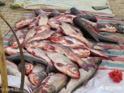 在農村集市買魚，說自己拿魚回家做，為什么有的魚販子就說不賣了？