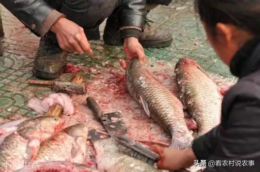 在農村集市買魚，說自己拿魚回家做，為什么有的魚販子就說不賣了？
