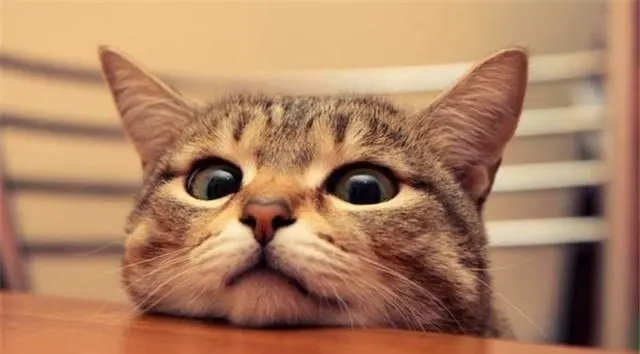 猫需要哪些营养成分,小猫需要补充什么营养