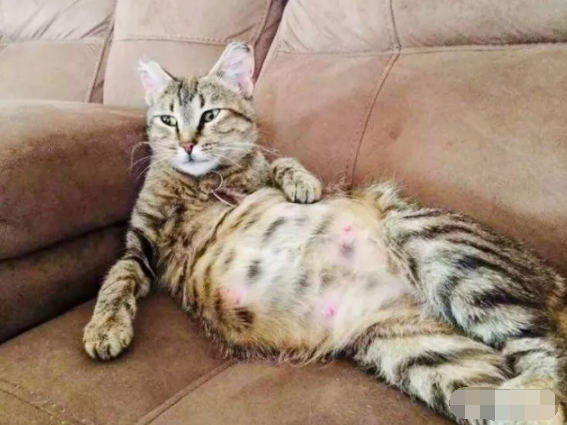 猫大肚子是怀孕了吗(猫咪肚子大是怀孕还是腹水)