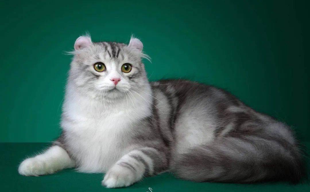 美国卷耳猫有基因病吗?「猫咪百科」