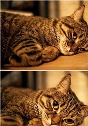 辨别美国短毛猫以及狸花猫 两点辨别美国短毛和狸花猫