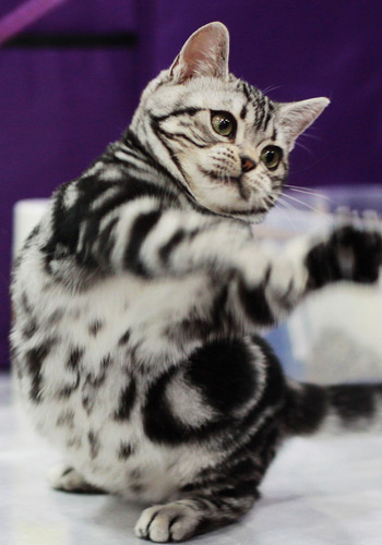 辨别美国短毛猫以及狸花猫 两点辨别美国短毛和狸花猫