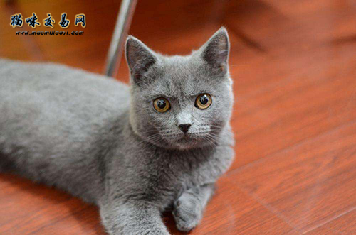 第一次养猫不知道怎么挑选英短蓝猫？猫咪交易网告诉你答案