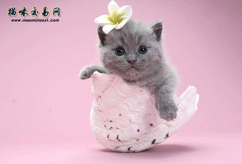 第一次养猫不知道怎么挑选英短蓝猫？猫咪交易网告诉你答案