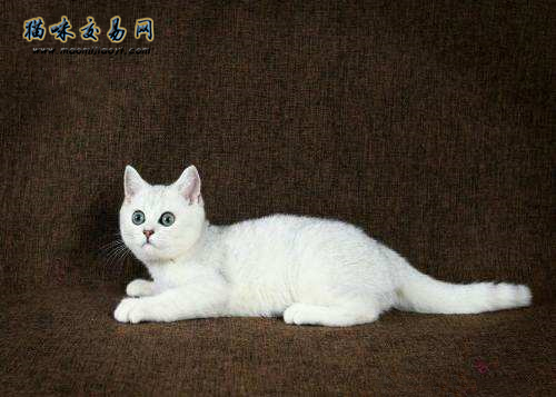 第一次养猫不知道怎么挑选英短蓝猫？猫咪交易网告诉你答案