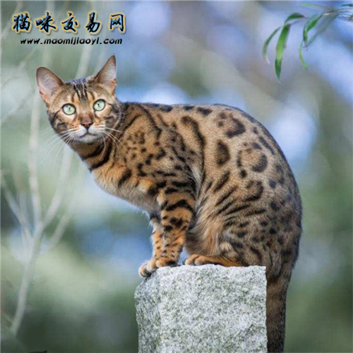 第一次养猫不知道怎么挑选英短蓝猫？猫咪交易网告诉你答案