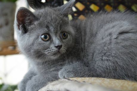文雅端庄的英短蓝猫