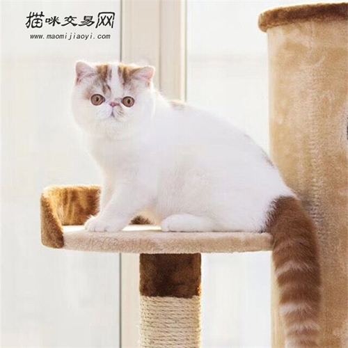 狸花猫的寿命有多长