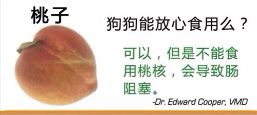 狗狗不能吃的那些水果,你都喂过吗?