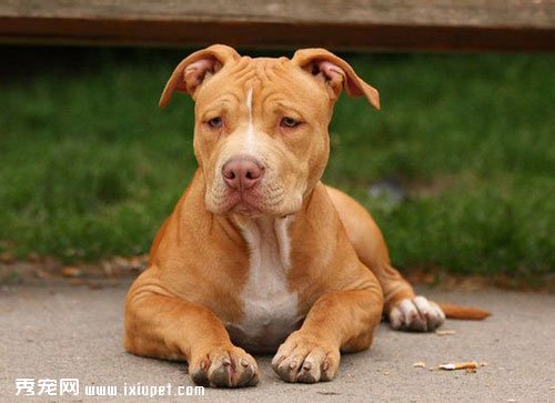 厦门烈性犬禁养名单及烈性犬具体包括哪些？