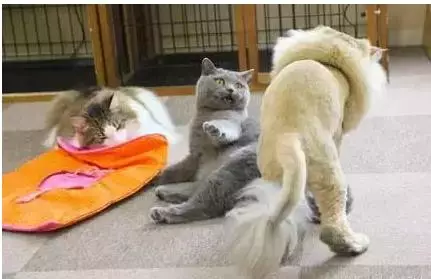 金吉拉和蓝猫掐架，金吉拉：喊爸爸，要不然弄死你！