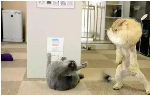 金吉拉和蓝猫掐架，金吉拉：喊爸爸，要不然弄死你！