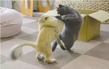 金吉拉和蓝猫掐架，金吉拉：喊爸爸，要不然弄死你！