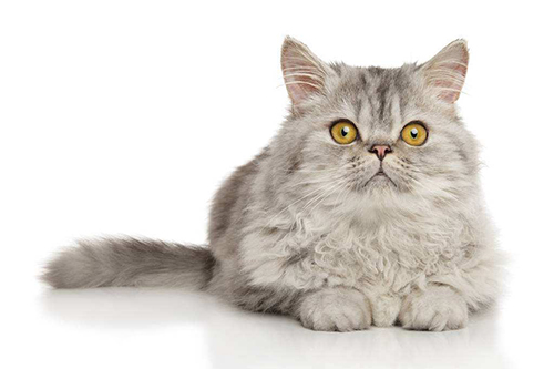 短毛猫怎么卖？英短蓝猫身上不为人知的3个亮点，买猫主人偷着乐！