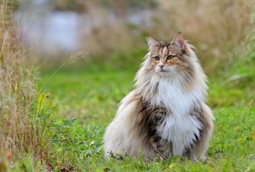 短毛猫怎么卖？英短蓝猫身上不为人知的3个亮点，买猫主人偷着乐！