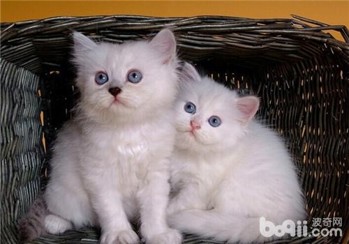 波斯猫的美容及护理方法