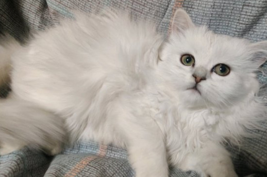 美短配金吉拉有缺陷吗 美短跟蓝猫配的样子