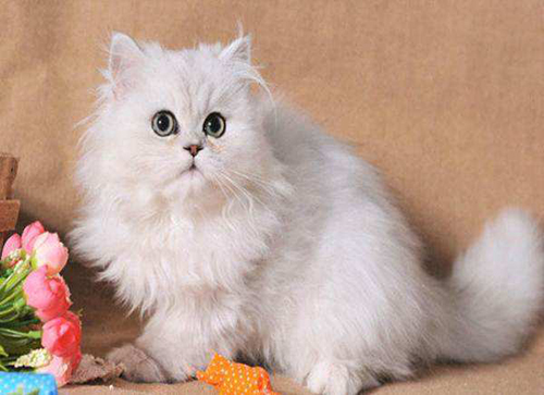 为什么英短蓝猫的叫声不好听？