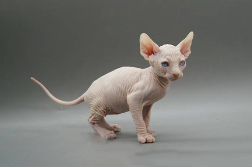 英短蓝猫食欲不良怎么调理？