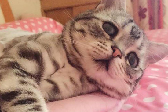 美短跟蓝猫配的样子 蓝猫