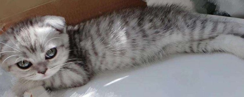 美短跟蓝猫配的样子 蓝猫