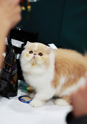 关于波斯猫外貌特点的介绍,高贵美丽波斯猫的选购常识