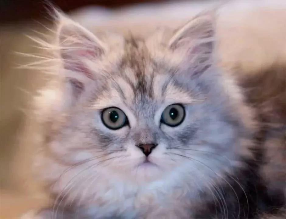 金吉拉猫 喜马拉雅猫