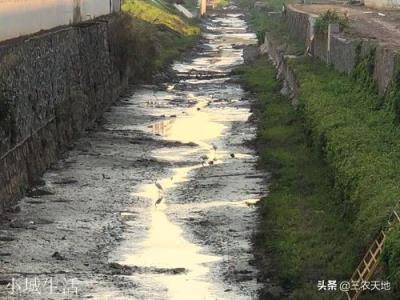 為什么現(xiàn)在農(nóng)村河里面的螃蟹越來(lái)越少了？
