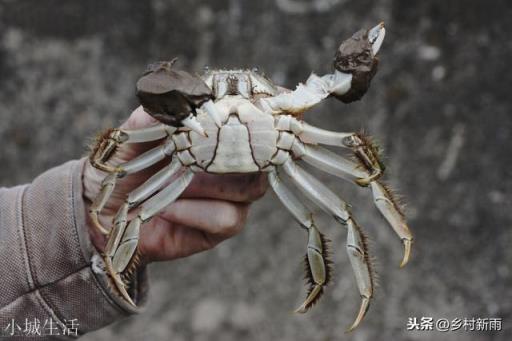 為什么現(xiàn)在農(nóng)村河里面的螃蟹越來(lái)越少了？